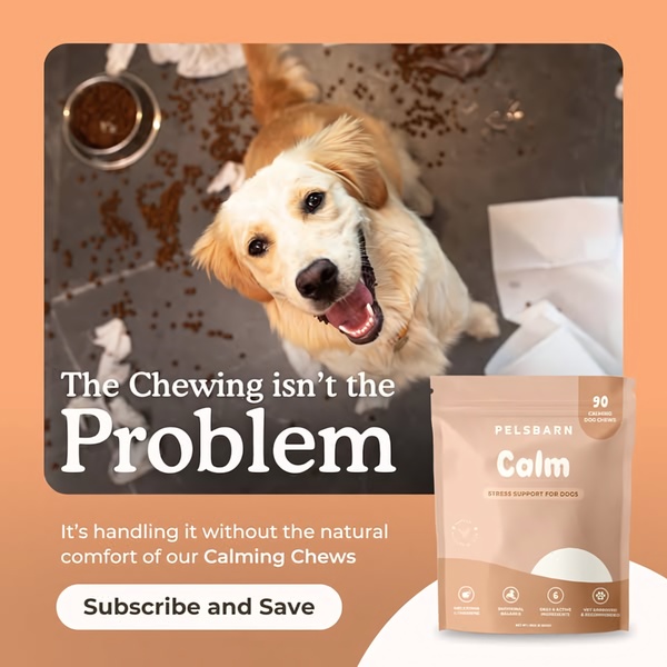 A top-down, high-contrast image of a dog looking up from a messy, chewed-up floor, positioning the product as a calm-inducing solution for pet owners.